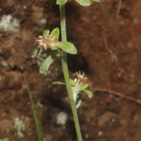 Gamochaeta pensylvanica (Willd.) Cabrera